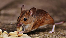 24 Hour & Emergency Exterminators in Toonerville, CO